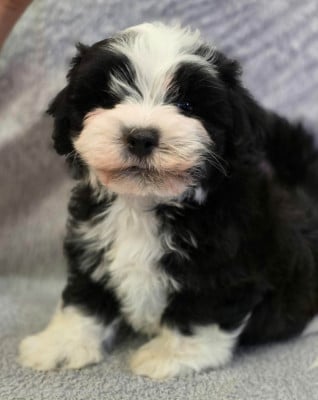 Les chiots de Bichon Havanais