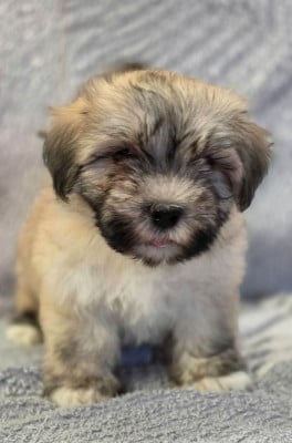 Les chiots de Bichon Havanais