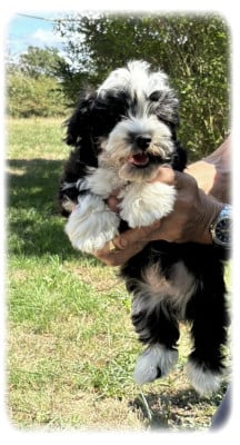 Les chiots de Bichon Havanais