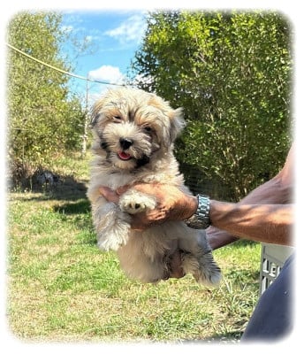 Les chiots de Bichon Havanais