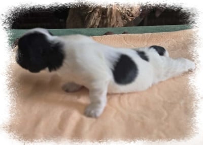 Bichon Havanais