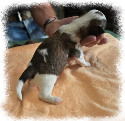 Les chiots de Bichon Havanais