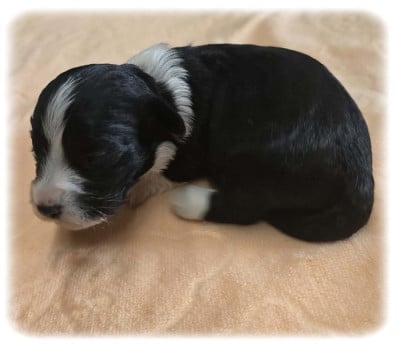 Les chiots de Bichon Havanais