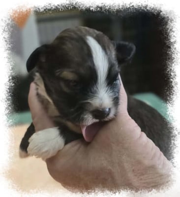 Les chiots de Bichon Havanais