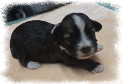 Les chiots de Bichon Havanais