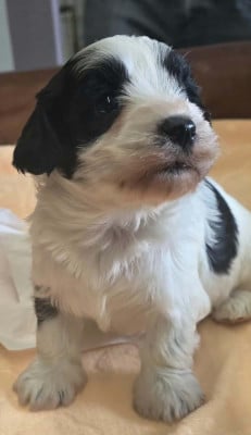 Les chiots de Bichon Havanais