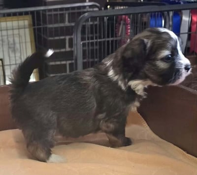 Les chiots de Bichon Havanais