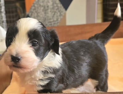 Les chiots de Bichon Havanais