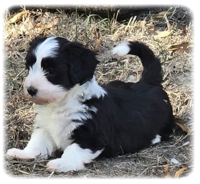Les chiots de Bichon Havanais