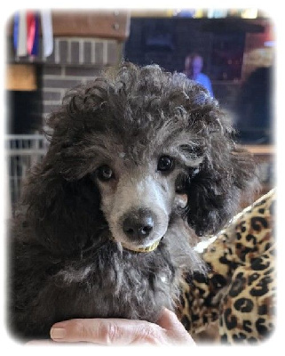 Les chiots de Caniche