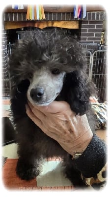 Les chiots de Caniche