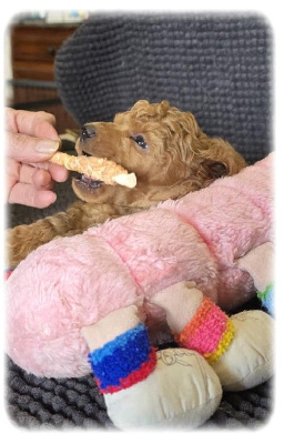 Les chiots de Caniche