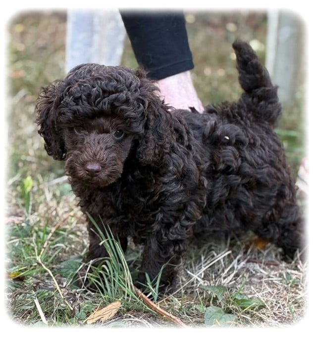 Caniche - de la Cascade Saint Nicolas