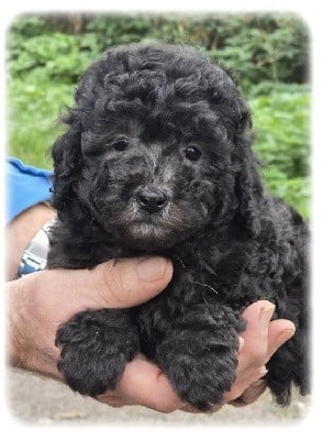 Caniche - de la Cascade Saint Nicolas