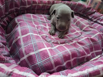 Les chiots de Petit Levrier Italien