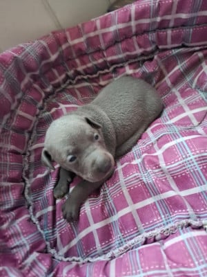 Les chiots de Petit Levrier Italien