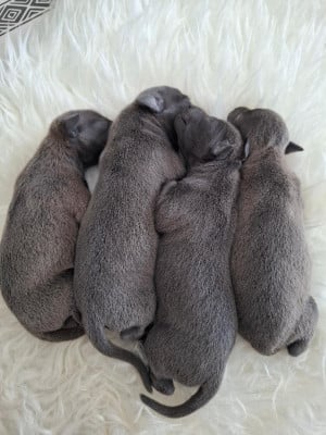 Les chiots de Petit Levrier Italien