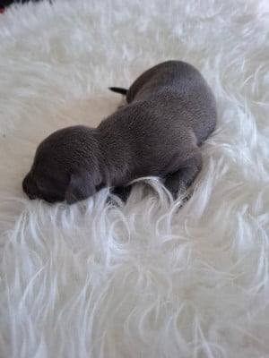 Les chiots de Petit Levrier Italien