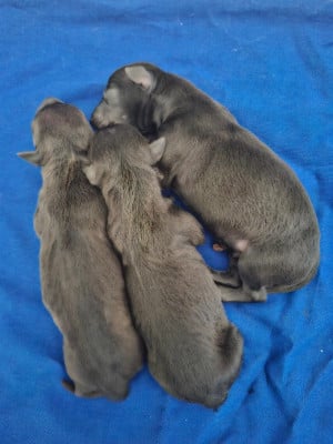 Les chiots de Petit Levrier Italien