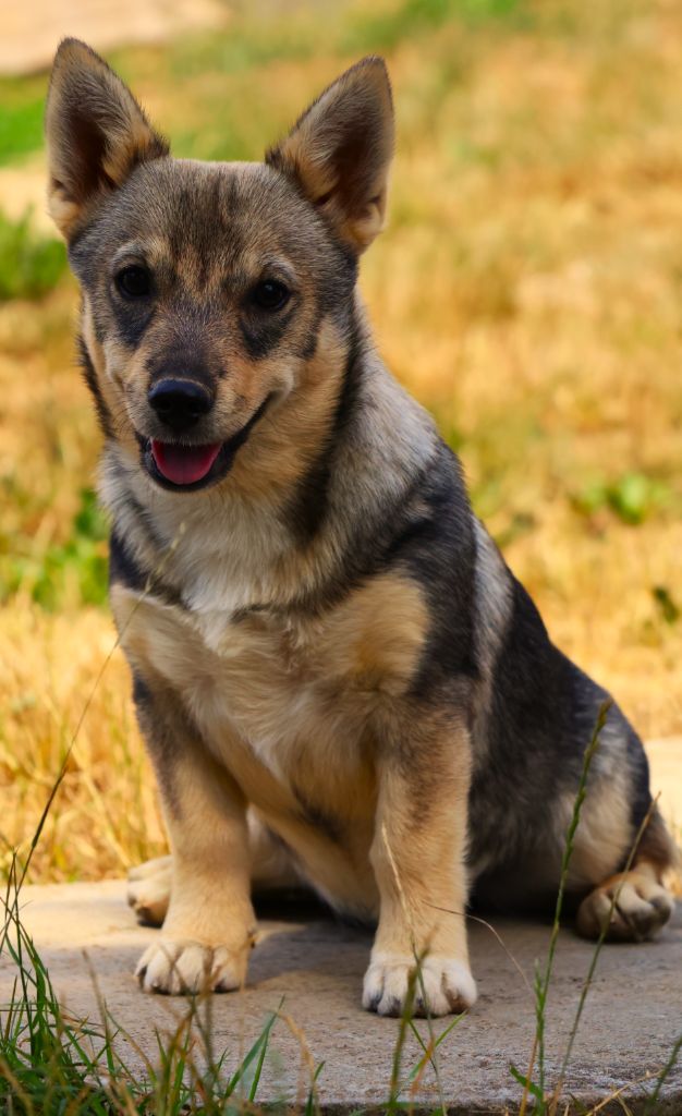 CHIOT QUEUE LONGUE - Spitz des Visigoths