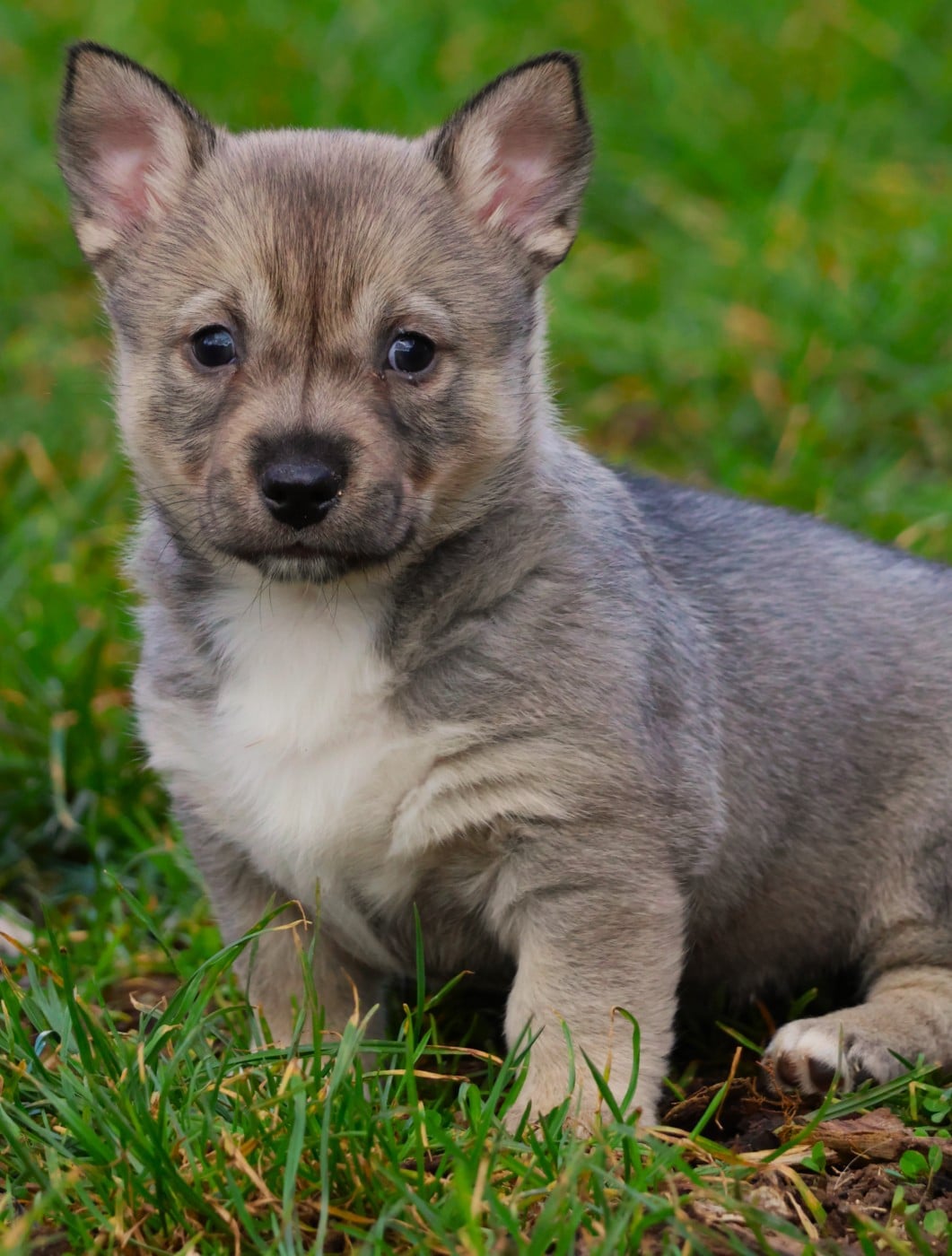 CHIOT FEMELLE QUEUE LONGUE - Spitz des Visigoths