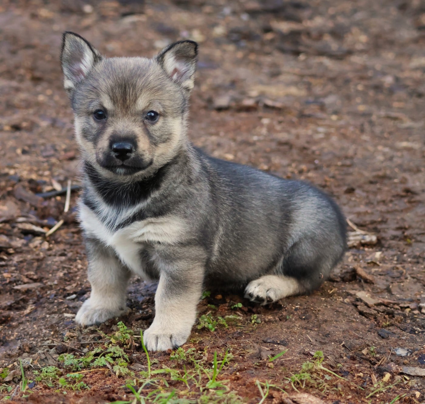 CHIOT MALE QUEUE COURTE - Spitz des Visigoths