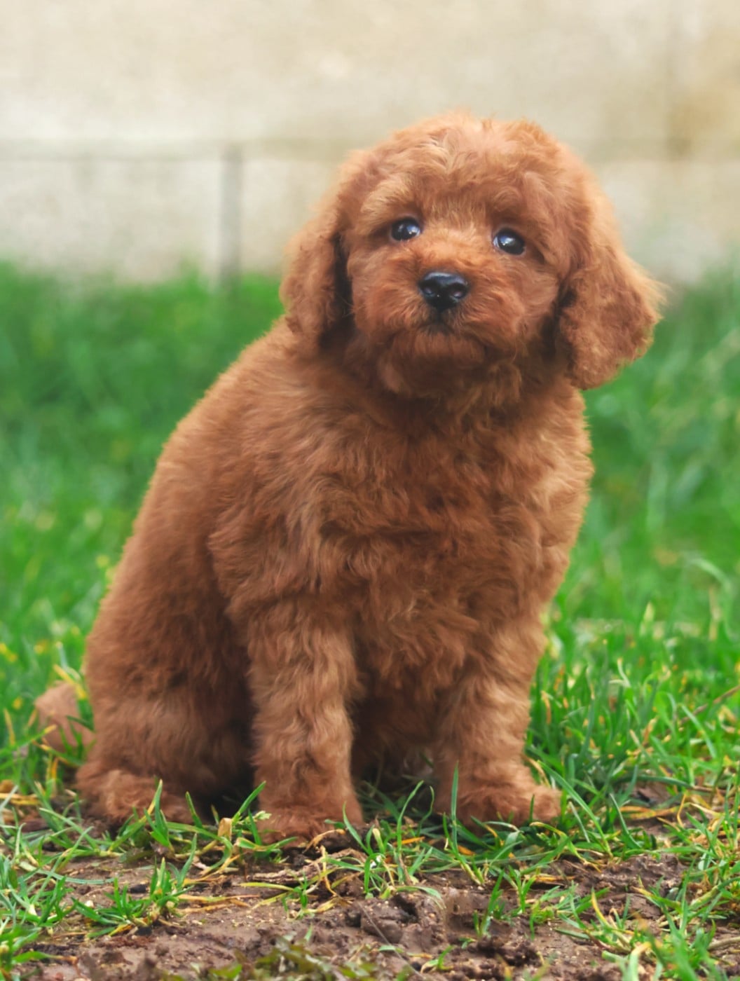 CHIOT CANICHE NAIN FAUVE - Caniche