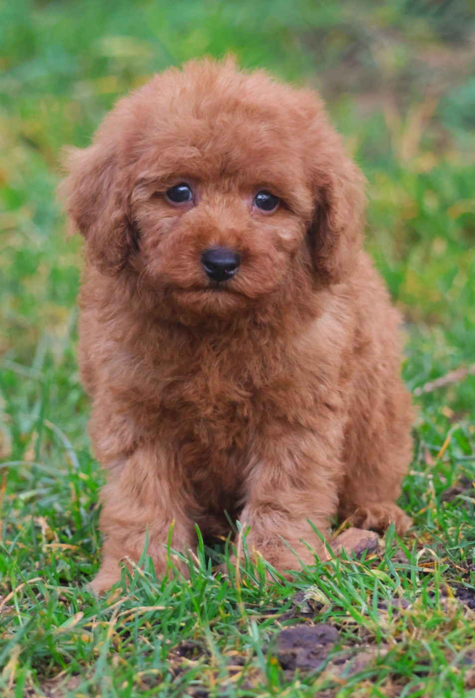 CHIOT CANICHE NAIN FAUVE - Caniche