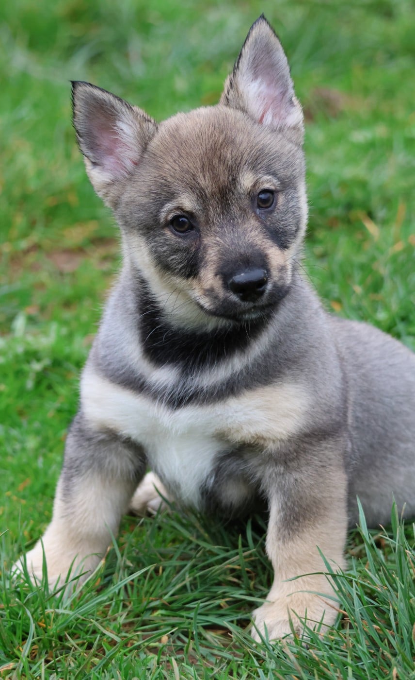 CHIOT MALE QUEUE COURTE - Spitz des Visigoths