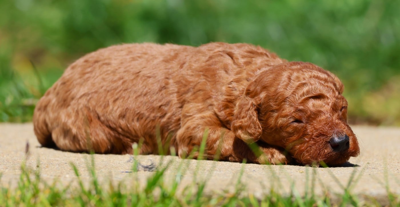 CHIOT NAIN MALE FAUVE - Caniche