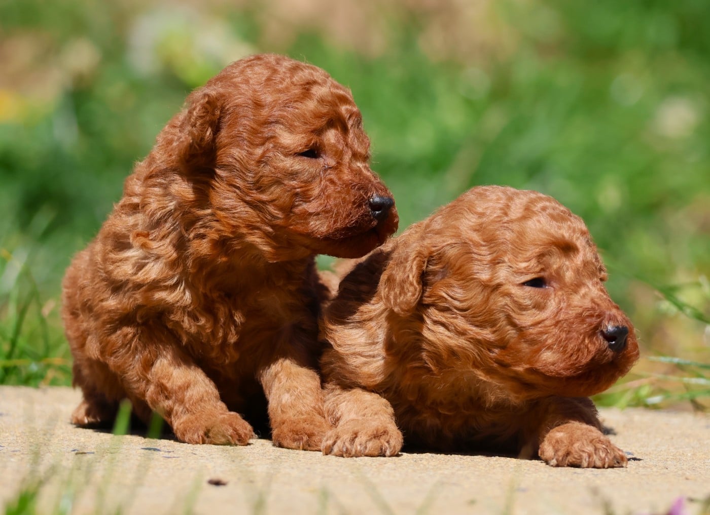 CHIOT TOY FEMELLE FAUVE - Caniche