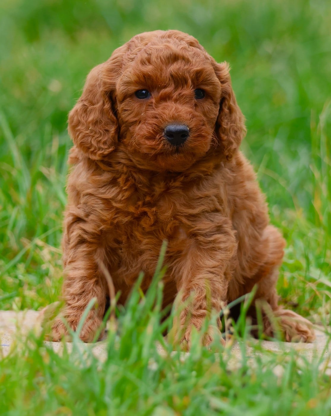 CHIOT NAIN MALE FAUVE - Caniche