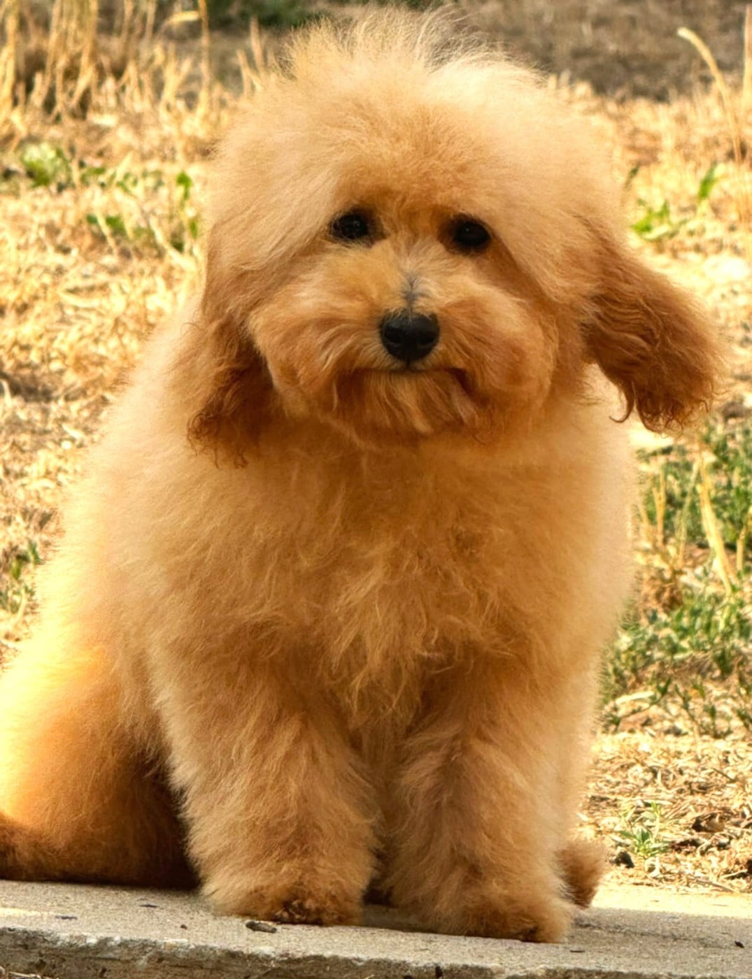 Petit nain limite toy fauve - Caniche