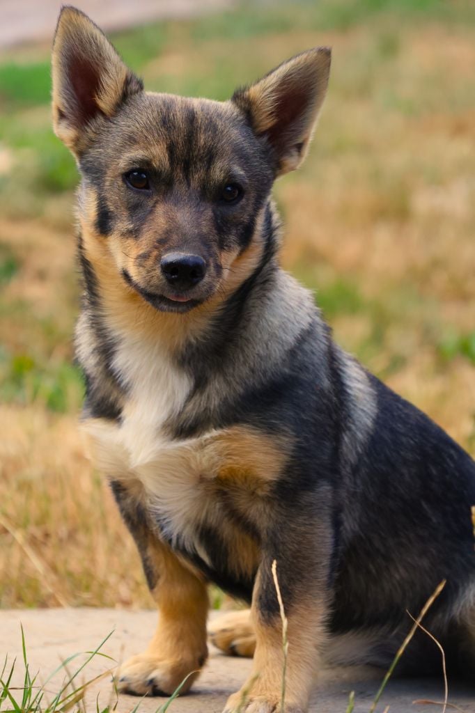 CHIOT QUEUE ANOUR - Spitz des Visigoths