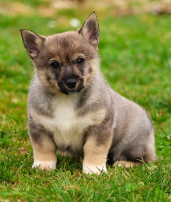 Les chiots de Spitz des Visigoths