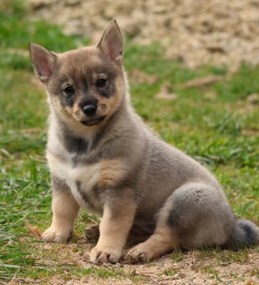 Les chiots de Spitz des Visigoths