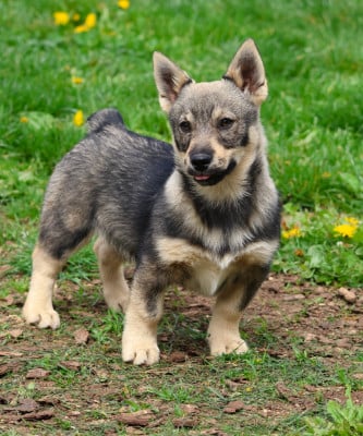 Les chiots de Spitz des Visigoths