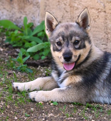 Les chiots de Spitz des Visigoths