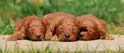 Les chiots de Caniche