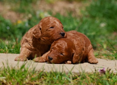 Les chiots de Caniche