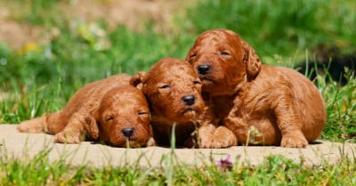 Les chiots de Caniche
