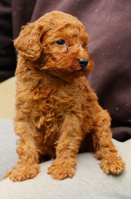 Les chiots de Caniche