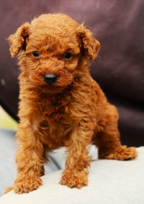 Les chiots de Caniche