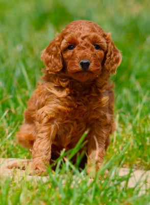Les chiots de Caniche