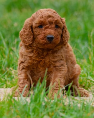 Les chiots de Caniche