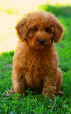 Les chiots de Caniche
