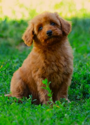 Les chiots de Caniche