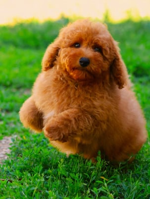 Les chiots de Caniche
