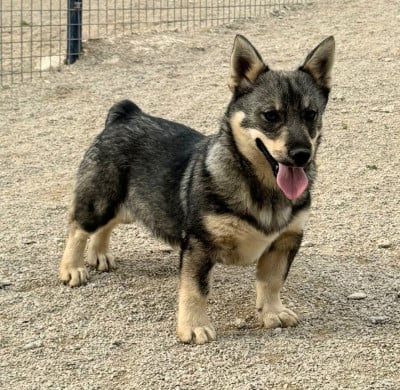 Les chiots de Spitz des Visigoths