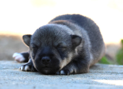 Les chiots de Spitz des Visigoths